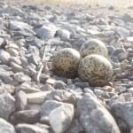 野鳥ケリの卵