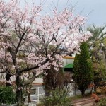 桜が満開！