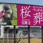 福ねこの福ちゃん！看板デビュー