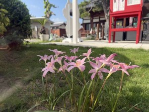 IMG_9412